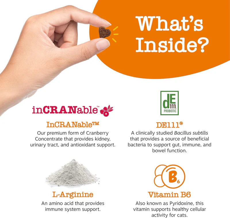 Urinary Tract Bites for Cats