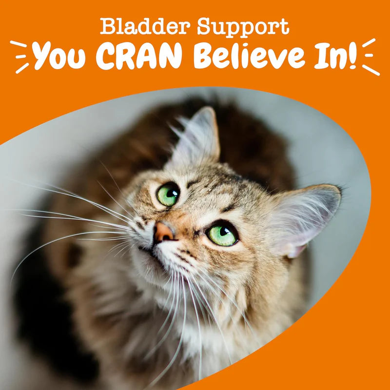 Urinary Tract Bites for Cats